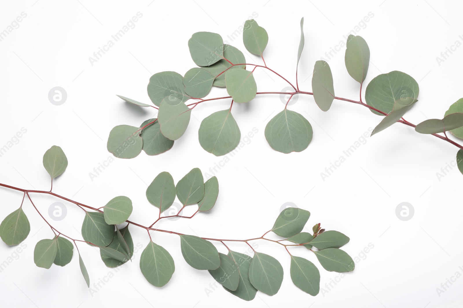 Photo of Eucalyptus branches with fresh leaves on white background, top view