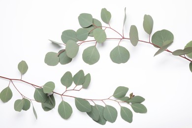 Eucalyptus branches with fresh leaves on white background, top view