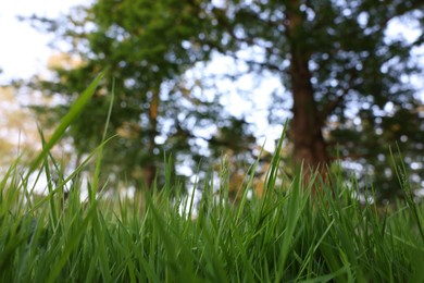 Beautiful view of green grass in park, closeup