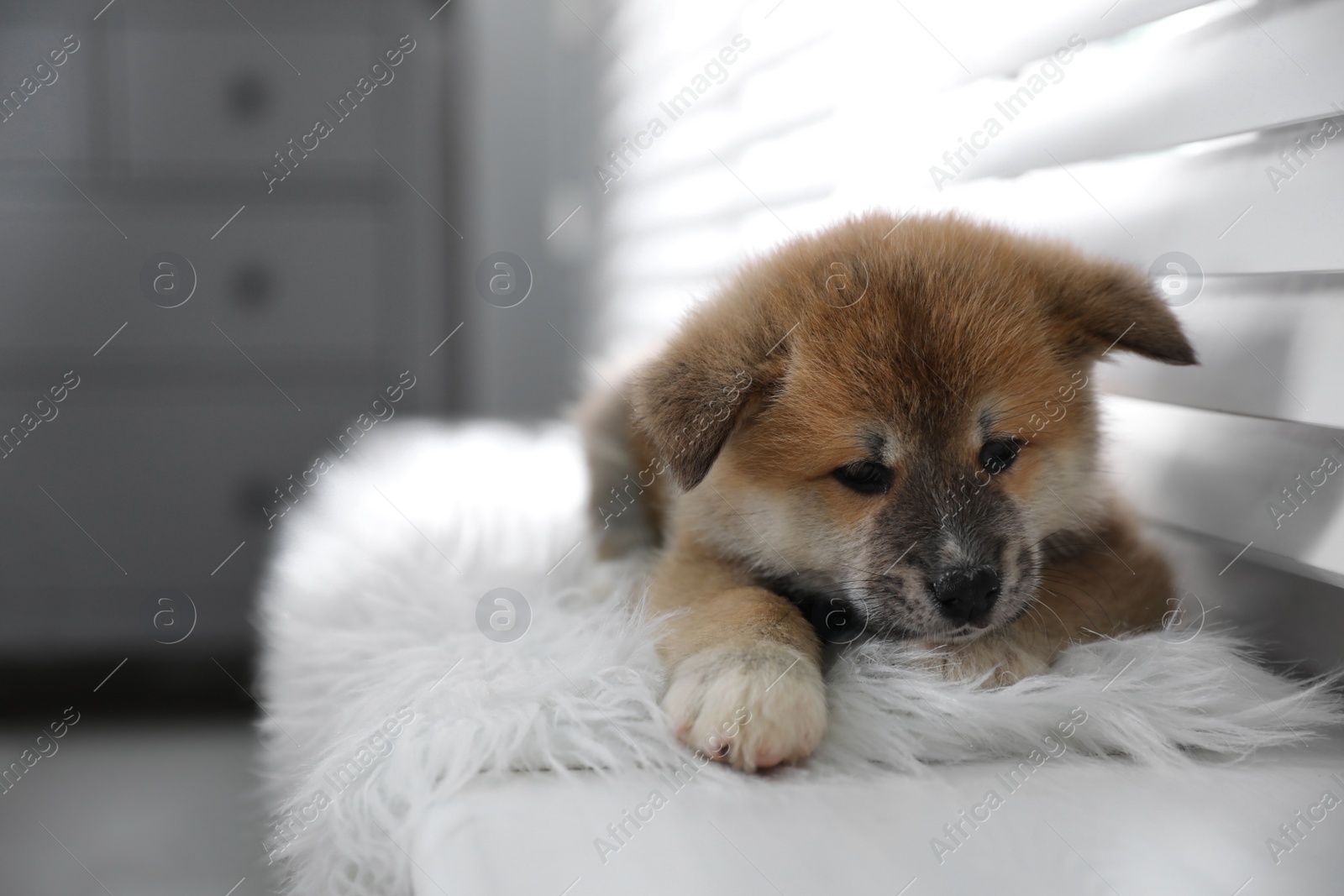 Photo of Cute Akita Inu puppy on fuzzy rug near window indoors