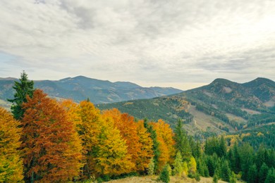 Aerial view of beautiful mountain forest on autumn day