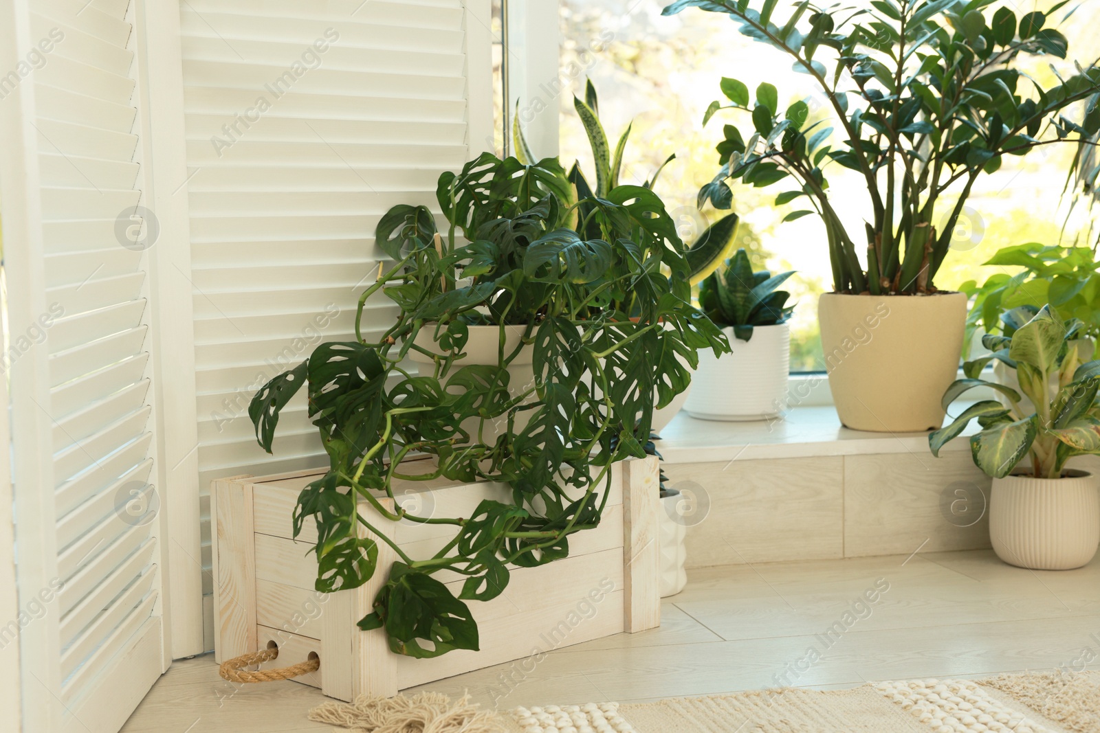 Photo of Many beautiful houseplants in light room. Interior design