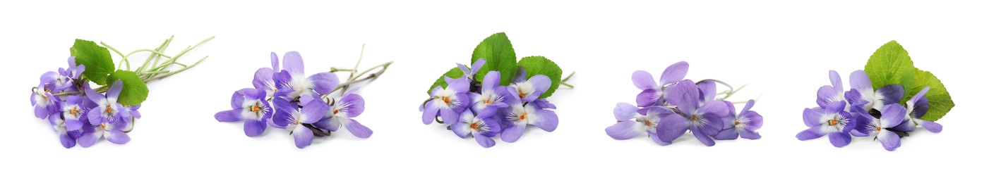 Set with beautiful wood violets on white background, banner design. Spring flowers