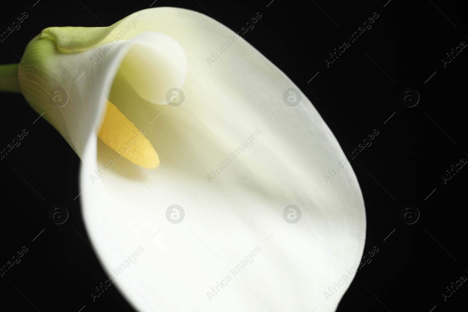 Photo of Beautiful calla lily flower on black background, closeup