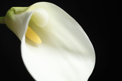 Photo of Beautiful calla lily flower on black background, closeup