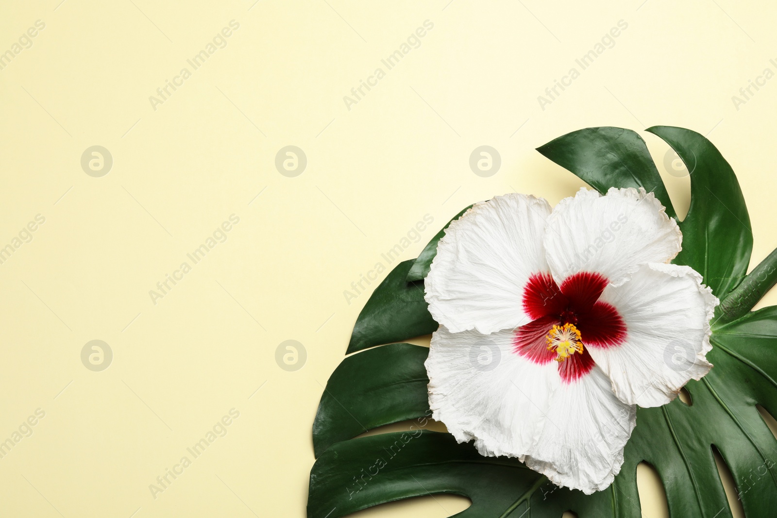 Photo of Beautiful tropical hibiscus flower and monstera leaf on light yellow background, flat lay. Space for text