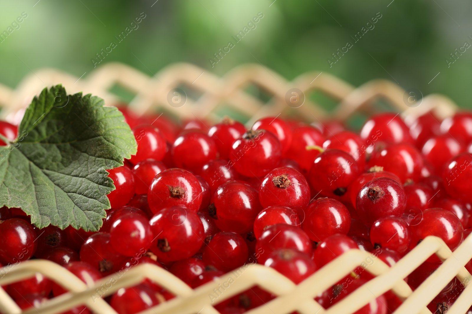 Photo of Ripe red currants and leaves in wicker basket on blurred background, closeup