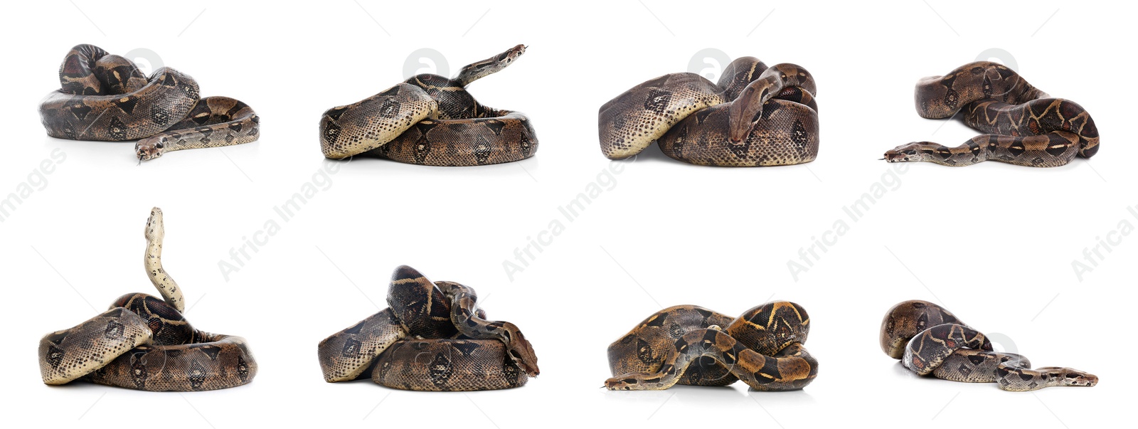 Image of Photos of boa constrictor on white background, collage