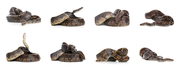 Photos of boa constrictor on white background, collage