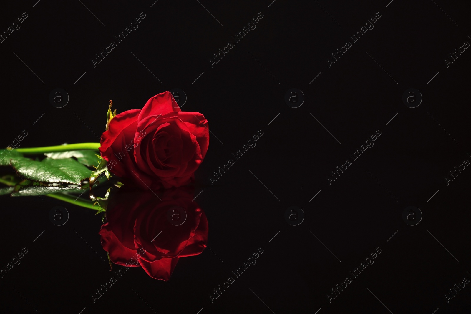 Photo of Beautiful red rose on black background. Funeral symbol