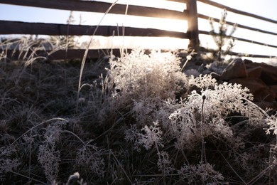 Plants covered with hoarfrost near fence in countryside on sunny day