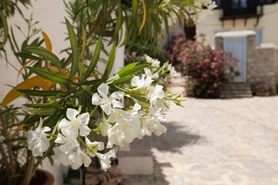 Photo of Beautiful plant with white flowers on city street, space for text