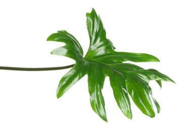 Photo of Beautiful tropical Philodendron leaf on white background