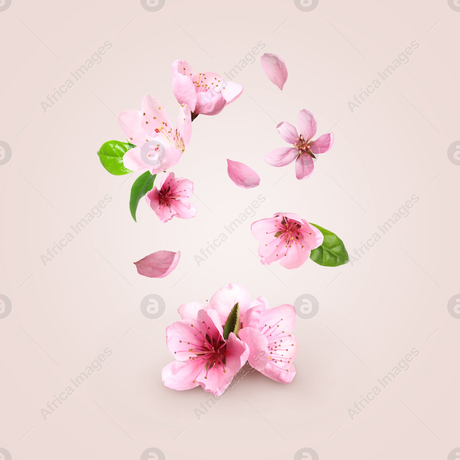 Image of Beautiful pink sakura tree flowers flying on light background