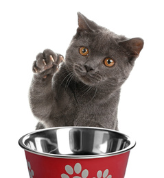 Cute grey British Shorthair cat and feeding bowl with on white background. Lovely pet