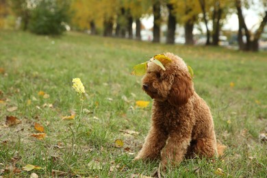 Cute fluffy dog with fallen leaves in park, space for text