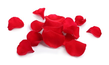 Many red rose petals on white background