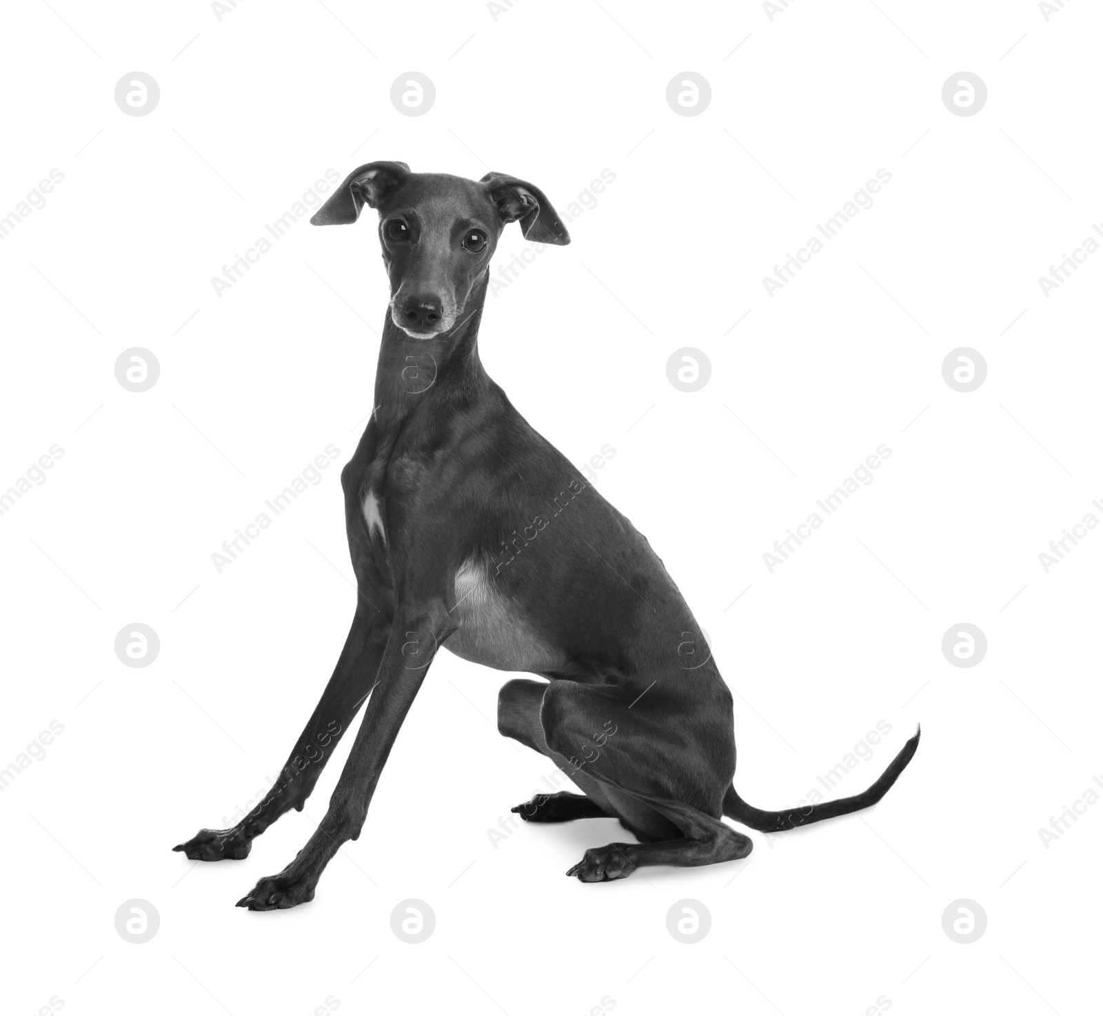 Photo of Cute Italian Greyhound dog on white background