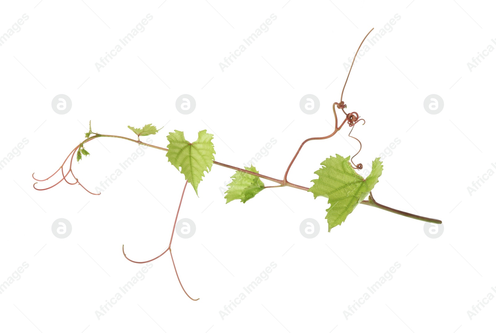 Photo of Grape vine with leaves isolated on white