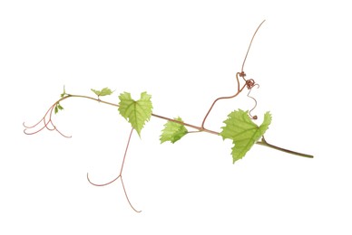 Grape vine with leaves isolated on white