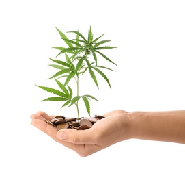Photo of Woman holding hemp plant and coins on white background, closeup
