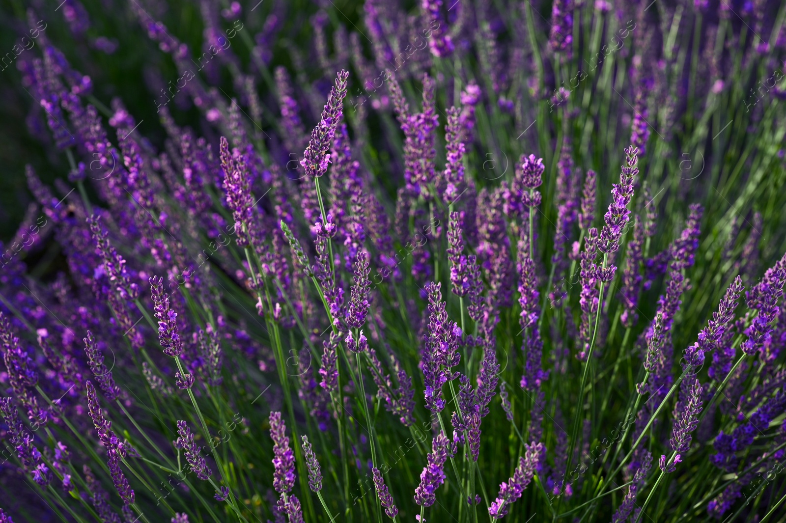 Photo of Beautiful blooming lavender plants growing in field