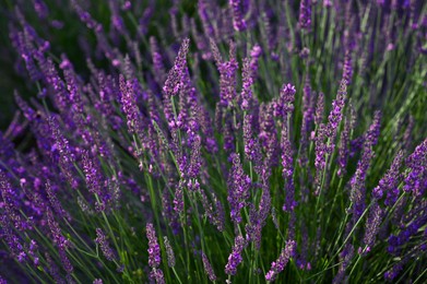 Photo of Beautiful blooming lavender plants growing in field