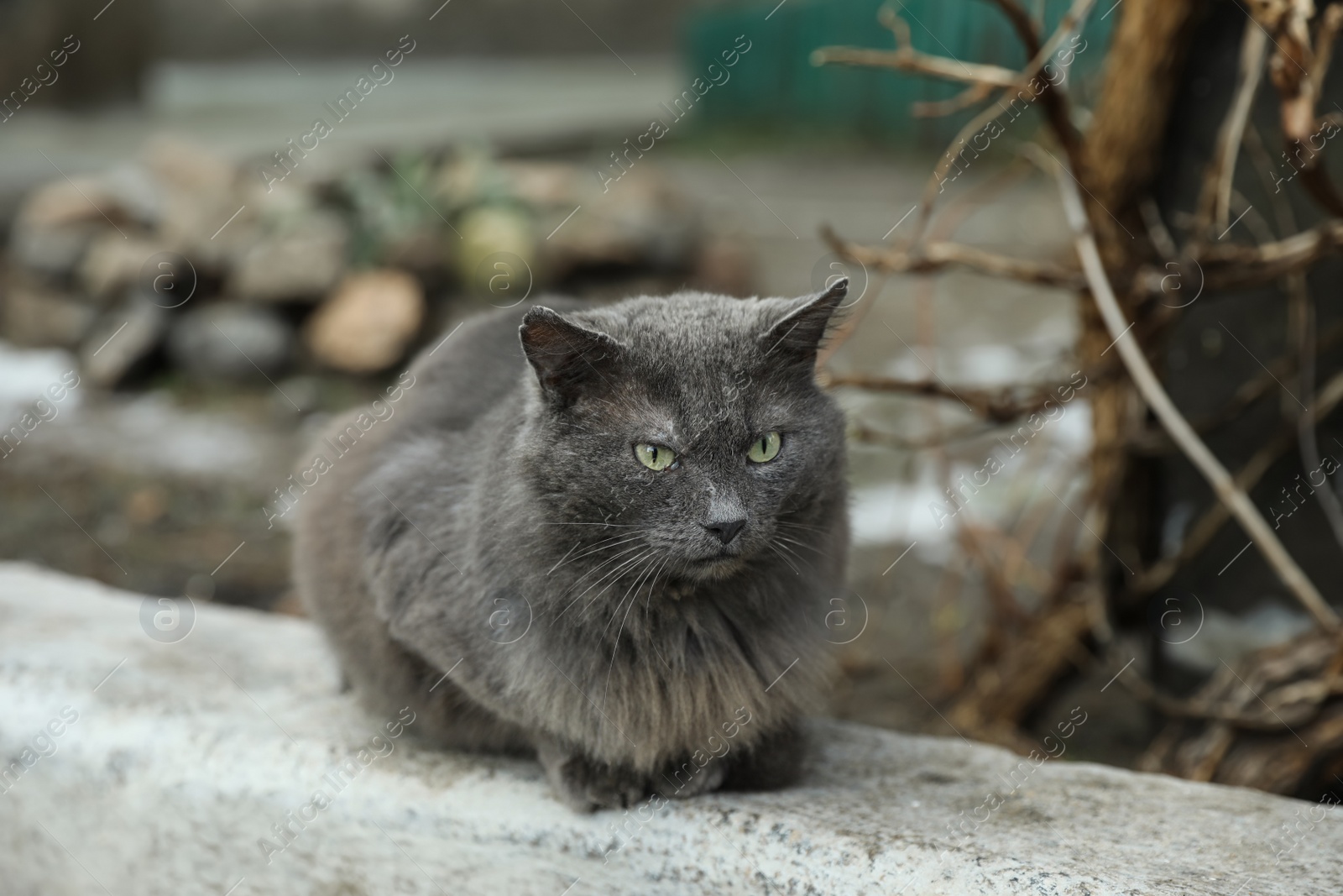 Photo of Homeless grey cat on city street. Abandoned animal