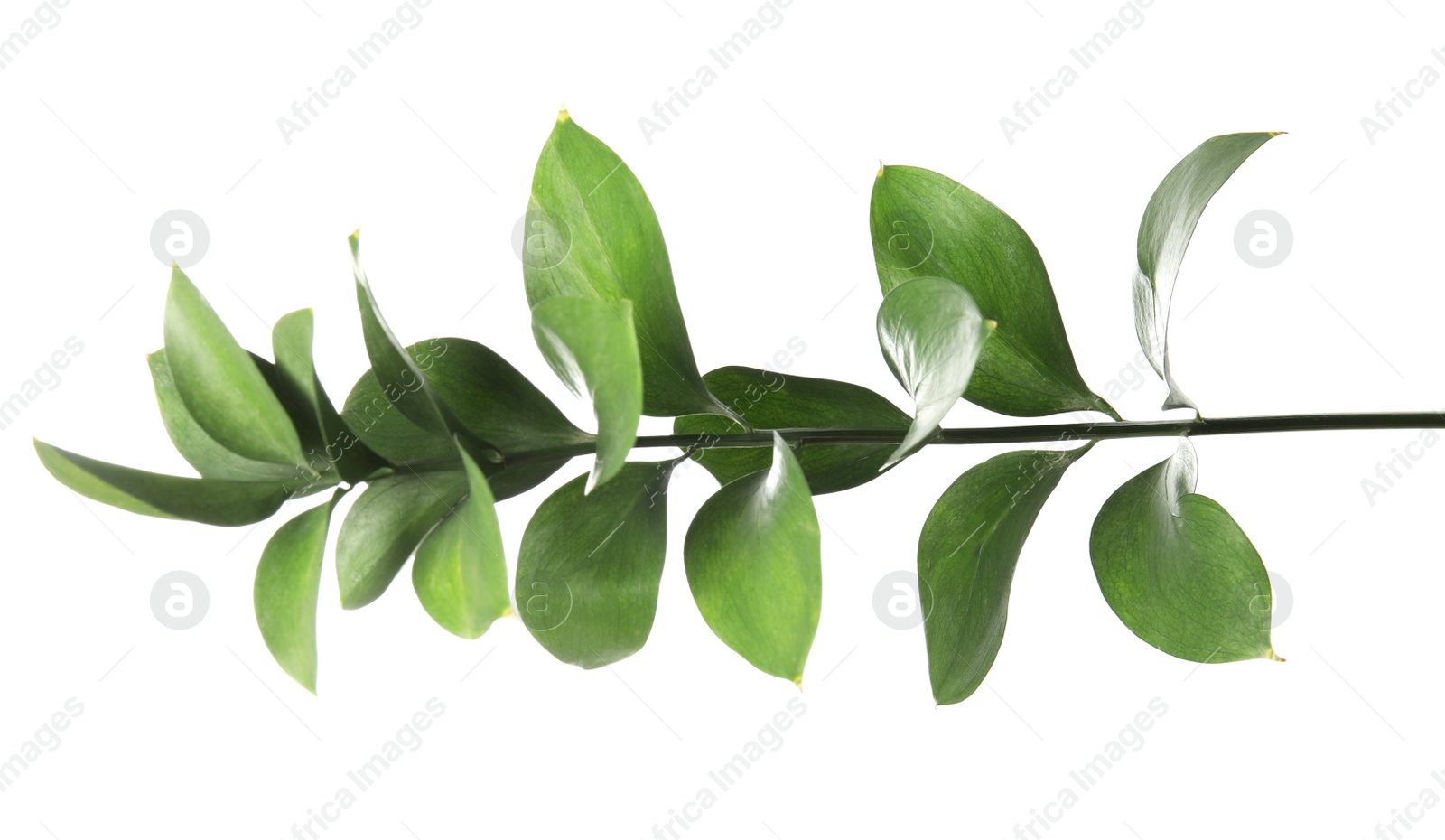 Photo of Ruscus branch with fresh green leaves on white background