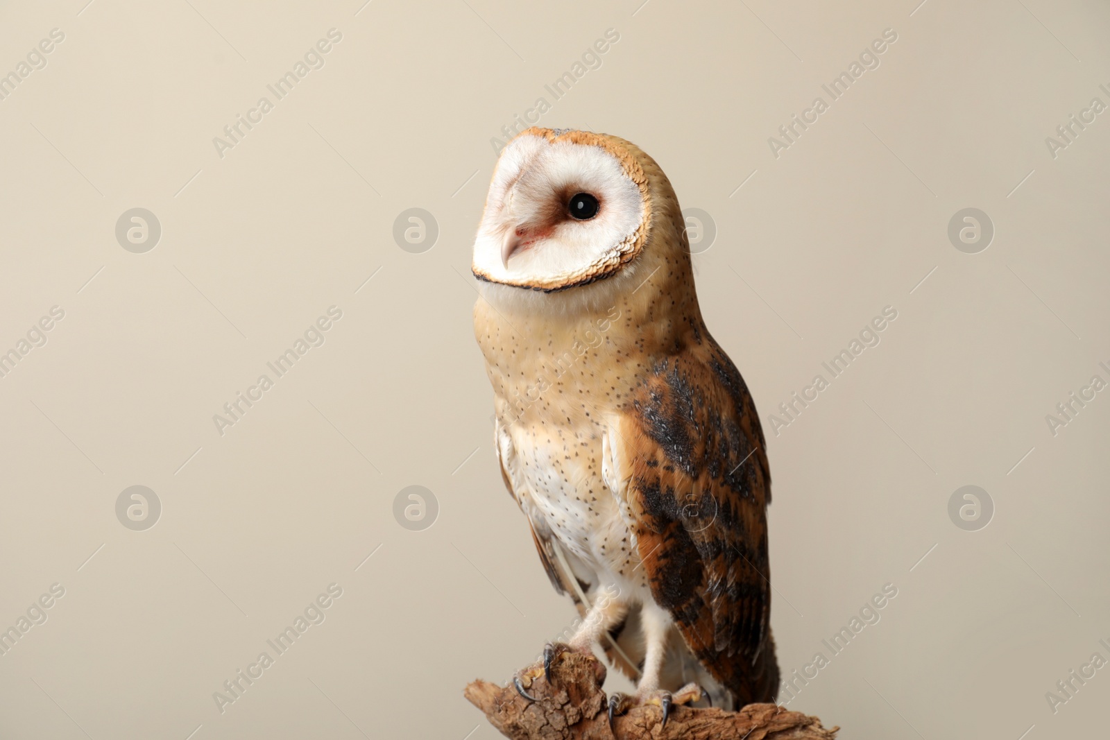 Photo of Beautiful common barn owl on twig against beige background