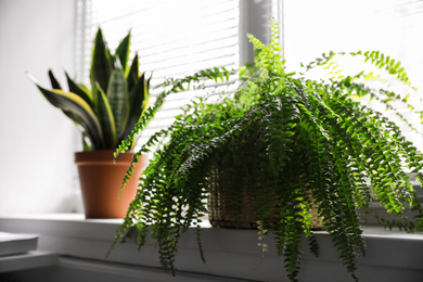 Photo of Beautiful plants near window indoors. Home decor