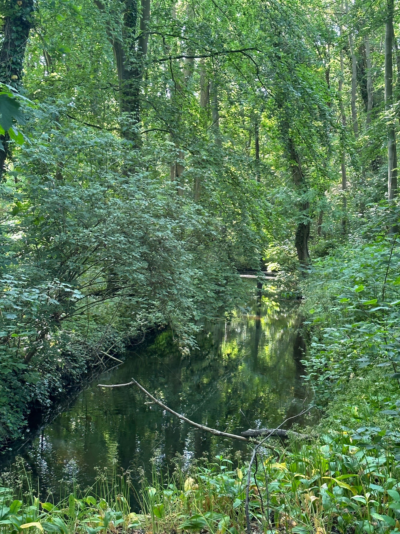 Photo of Pond surrounded by green trees in forest