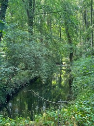 Photo of Pond surrounded by green trees in forest
