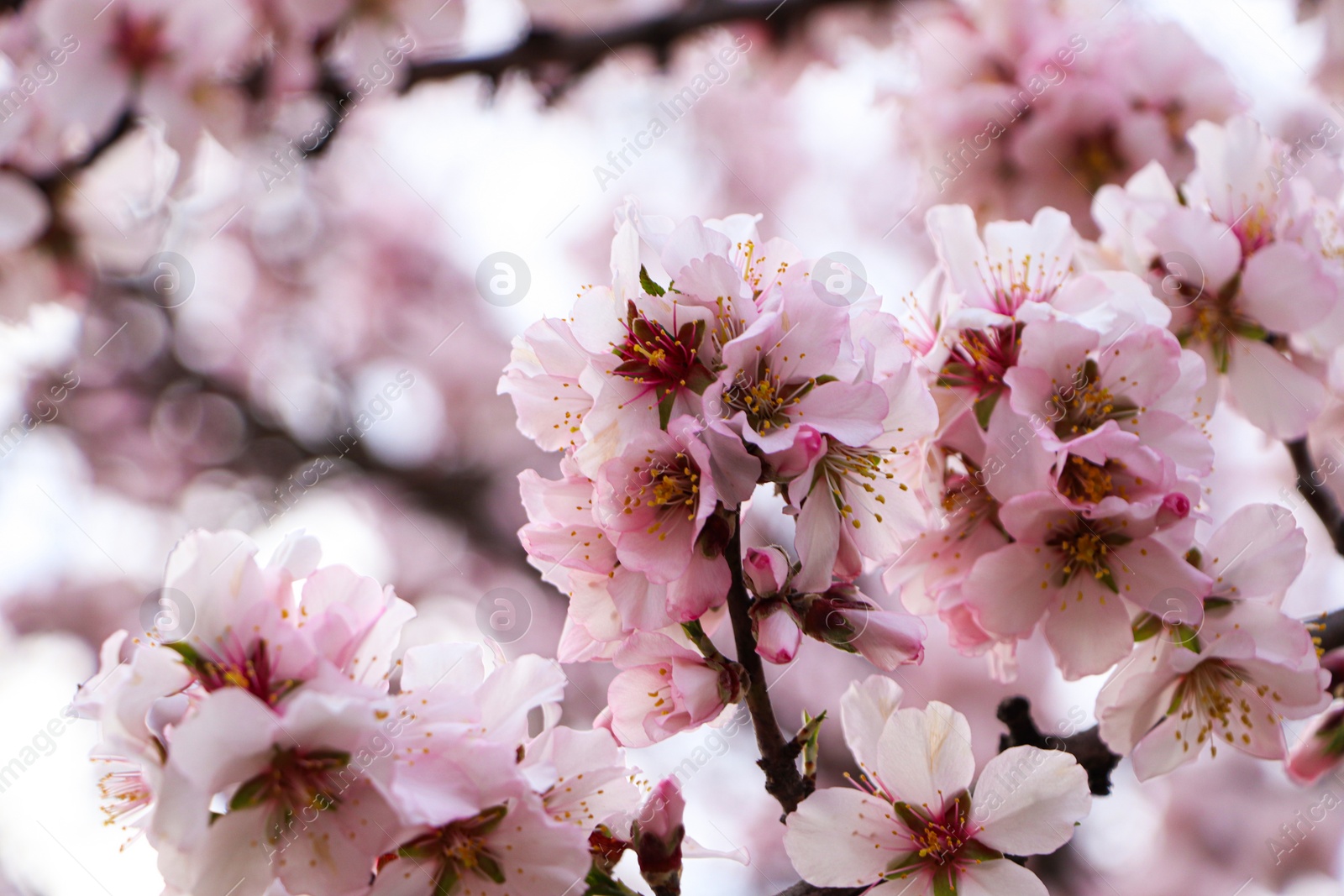 Photo of Delicate spring pink cherry blossoms on tree outdoors, closeup