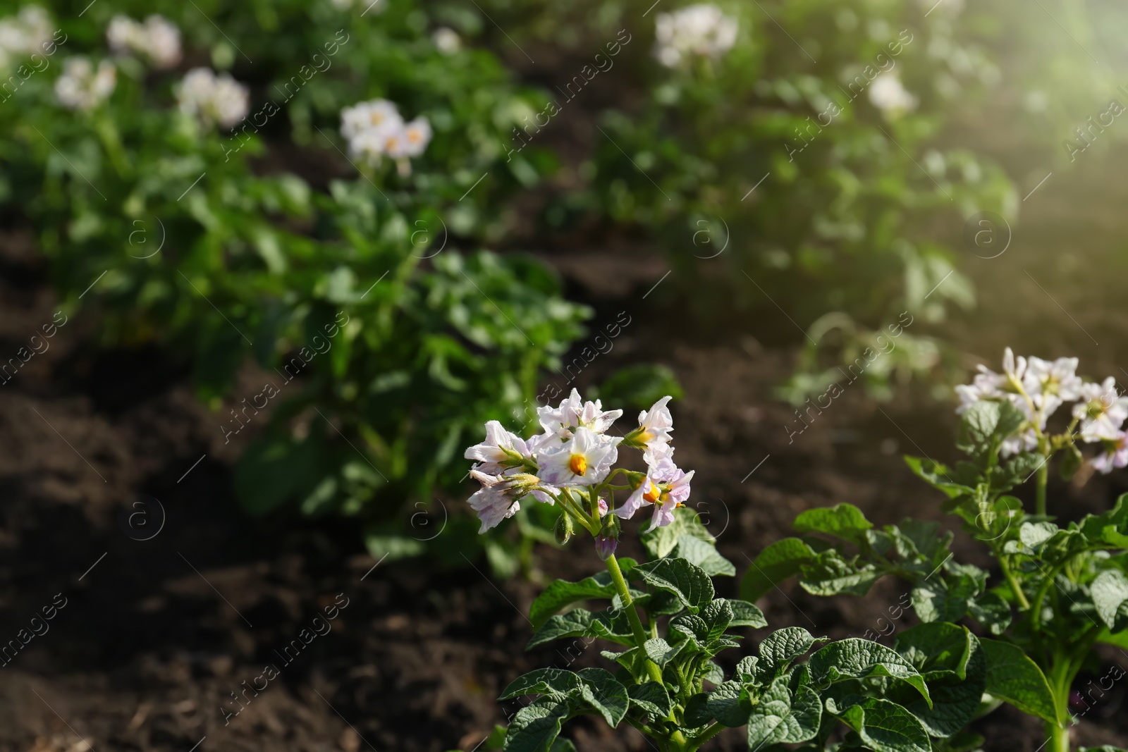 Photo of Beautiful blossoming potato seedling growing in field on sunny day
