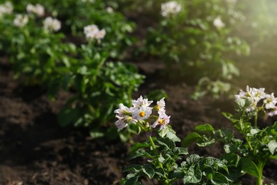 Photo of Beautiful blossoming potato seedling growing in field on sunny day