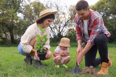 Family planting young tree together in garden