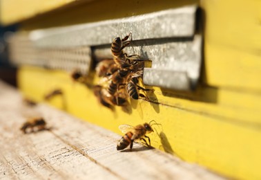 Photo of Closeup view of wooden hive with honey bees on sunny day