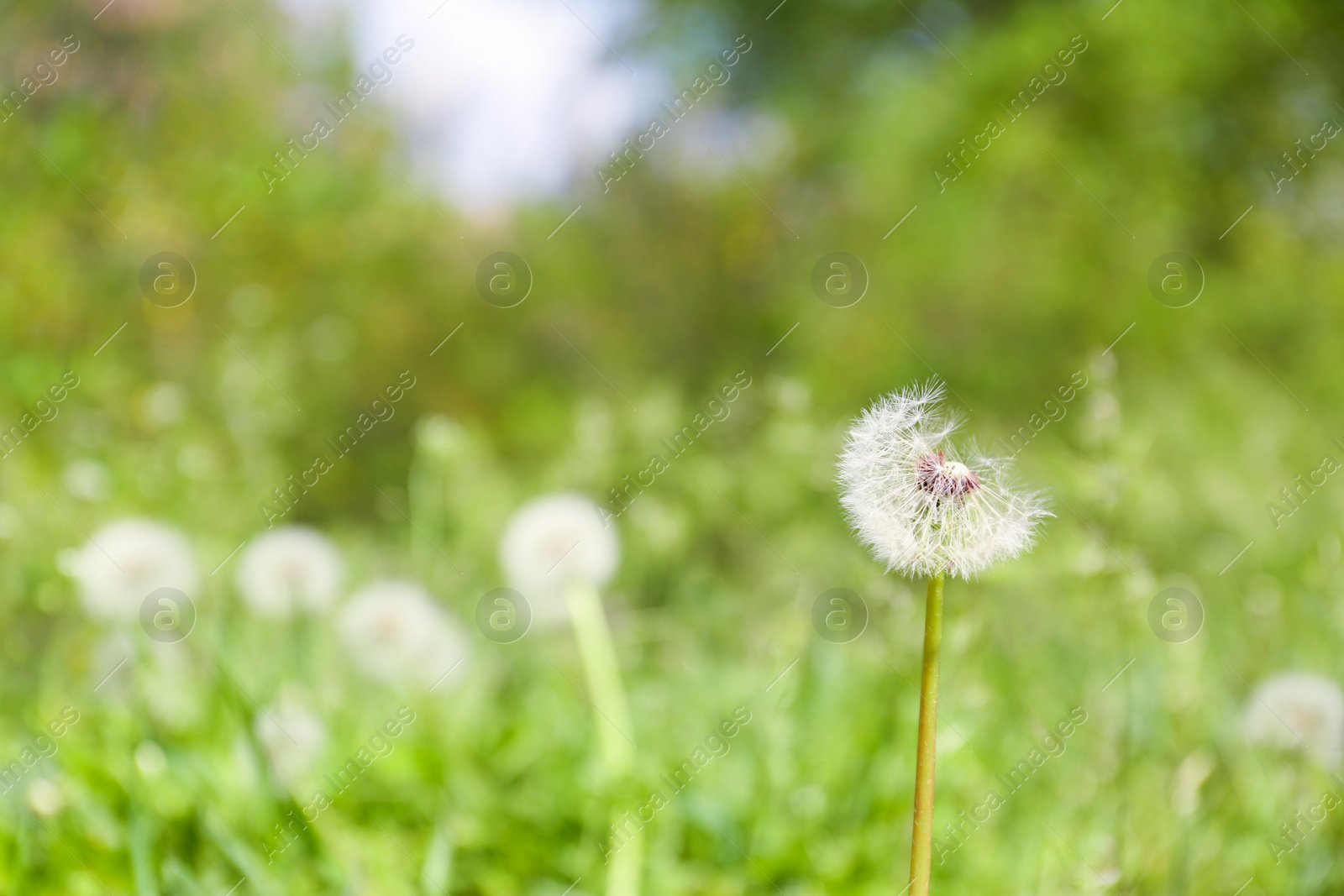 Photo of Closeup view of dandelion on green meadow, space for text. Allergy trigger