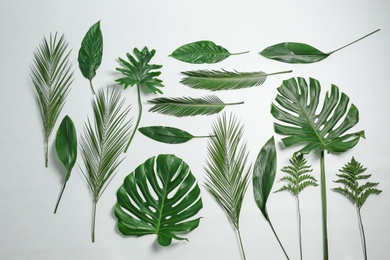 Photo of Composition of beautiful tropical leaves on white background