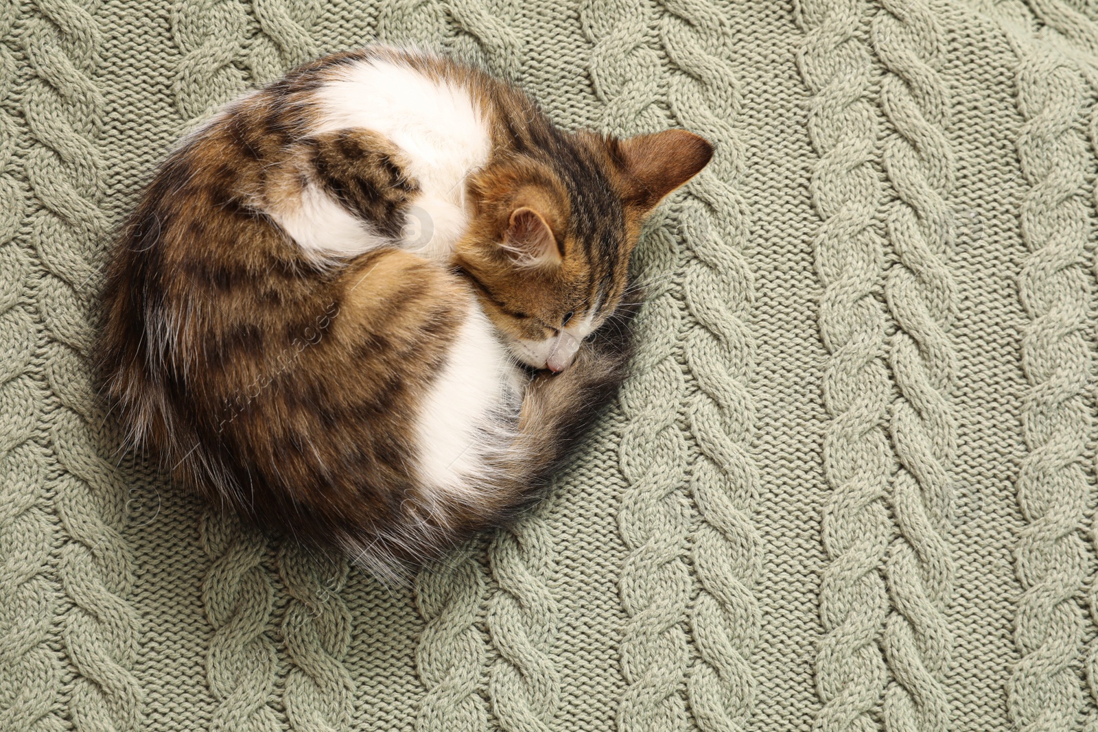 Photo of Cute kitten curled up on knitted plaid, top view with space for text. Baby animal