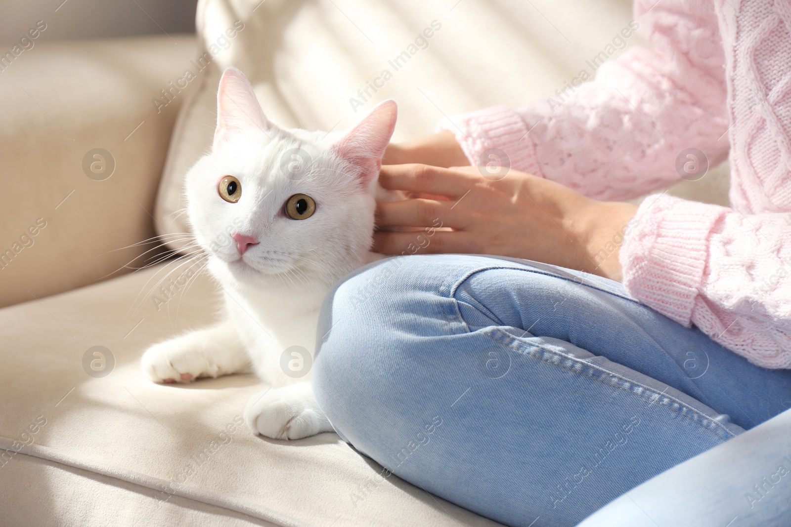 Photo of Young woman with her beautiful white cat at home, closeup. Fluffy pet