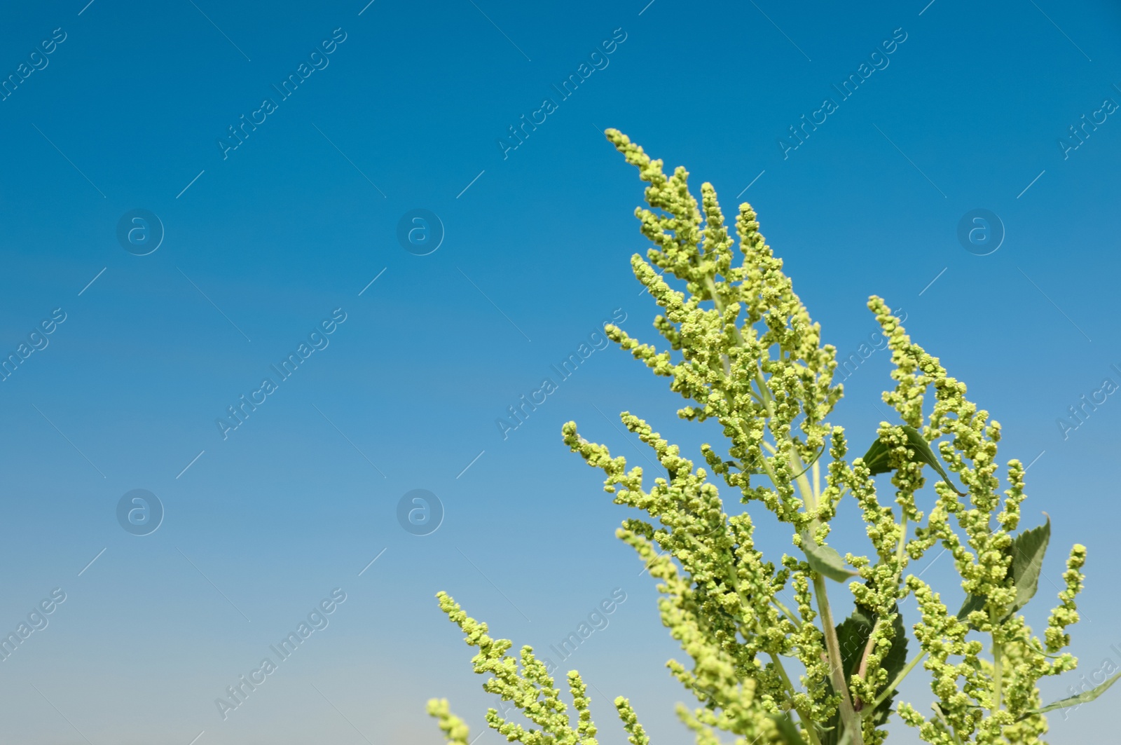 Photo of Blooming ragweed plant (Ambrosia genus) outdoors on sunny day. Seasonal allergy