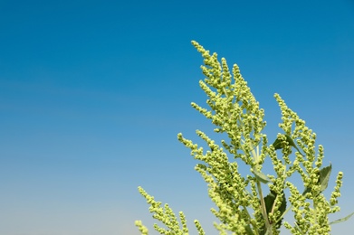 Photo of Blooming ragweed plant (Ambrosia genus) outdoors on sunny day. Seasonal allergy