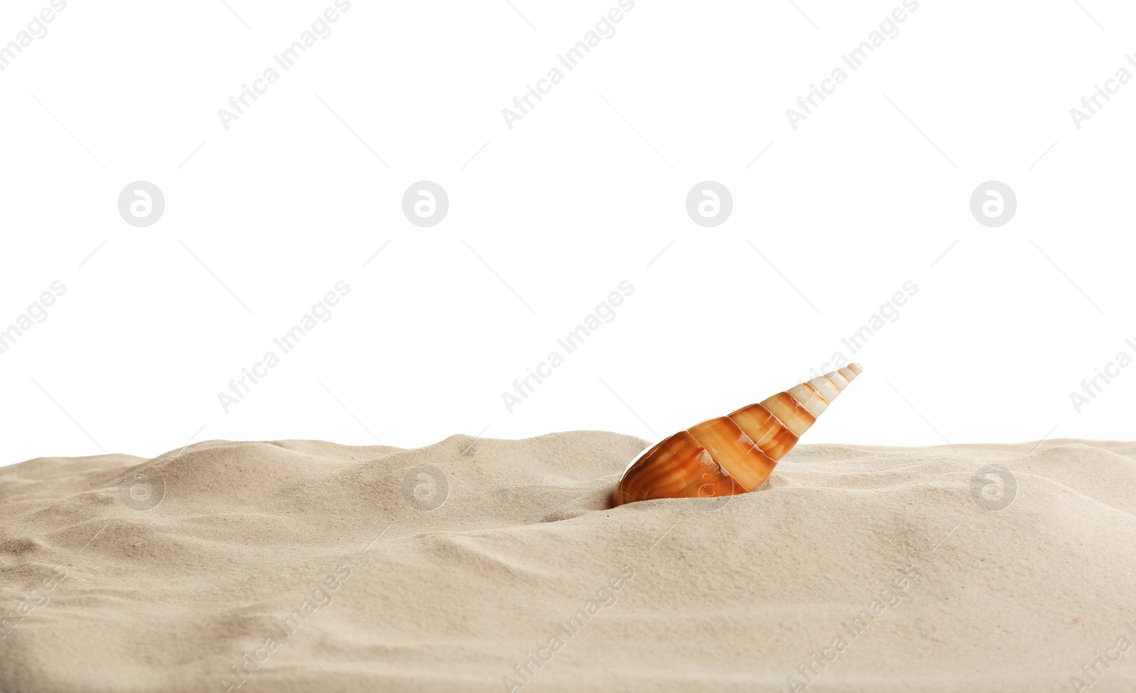 Photo of Seashell in beach sand against white background, space for text