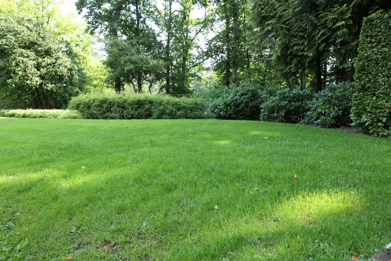 Photo of Beautiful lawn with green grass on sunny day