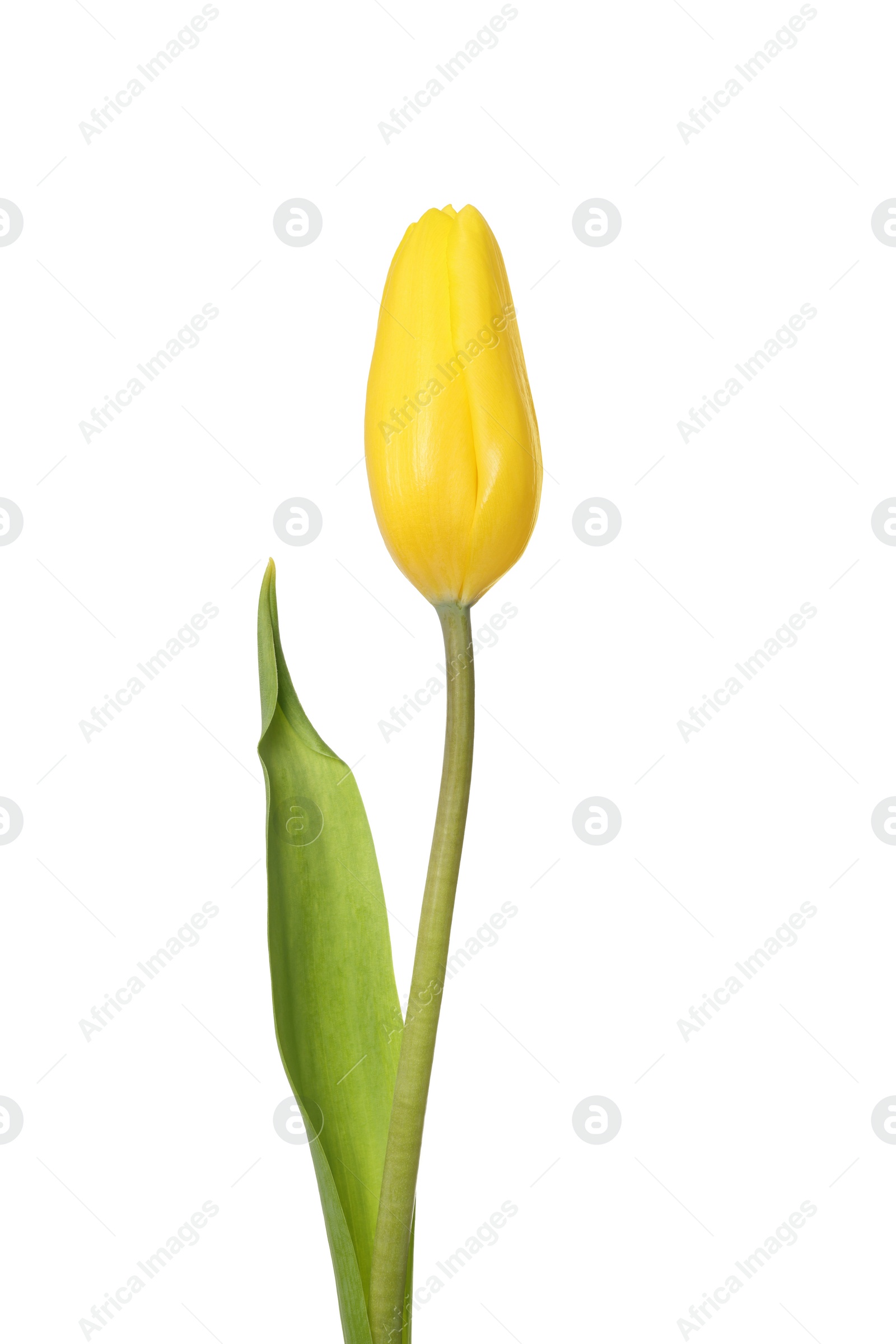 Photo of Beautiful yellow tulip flower isolated on white