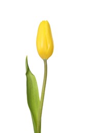 Beautiful yellow tulip flower isolated on white