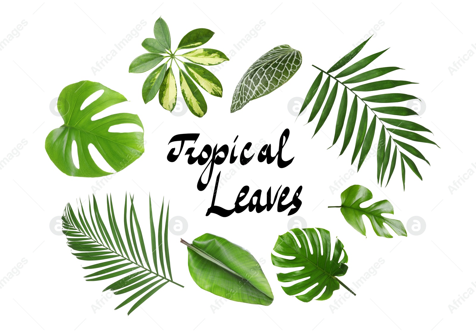 Image of Set of different tropical leaves on white background 