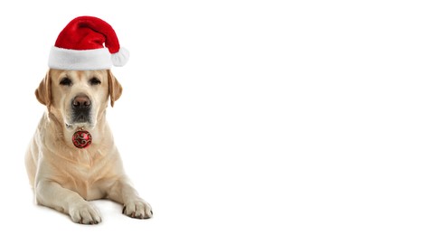 Adorable dog in Santa hat holding red Christmas ball isolated on white